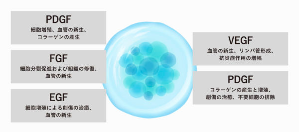 成長因子の種類と働き